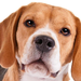 Logo: Beagles